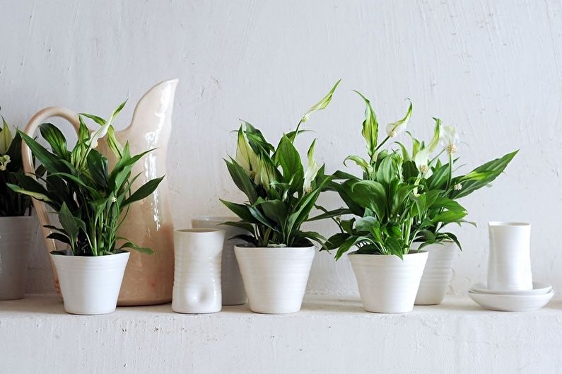 Reproduction and transplantation of spathiphyllum