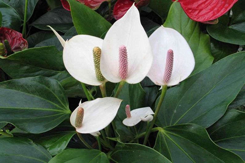 Spathiphyllum - photo