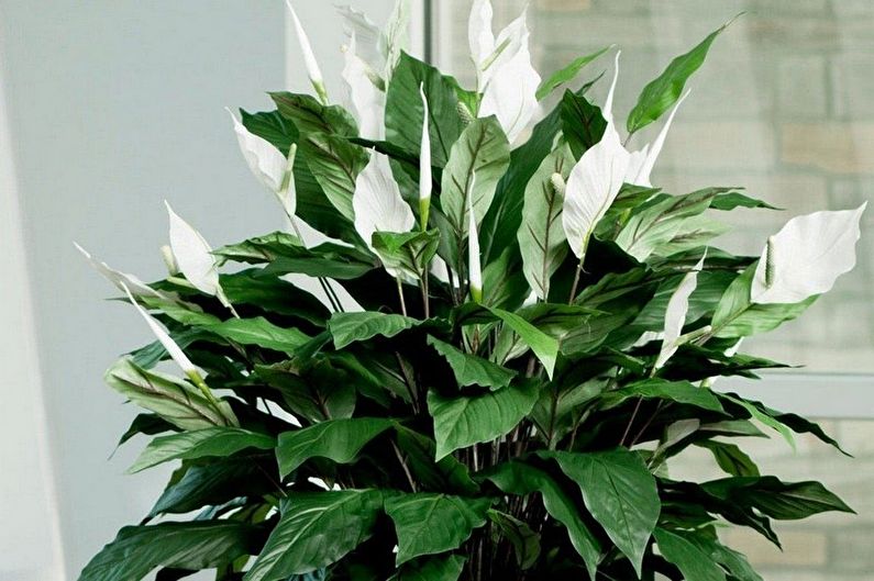 Spathiphyllum - photo