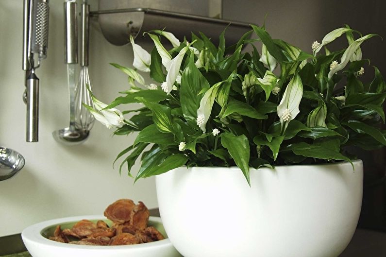 Spathiphyllum - photo
