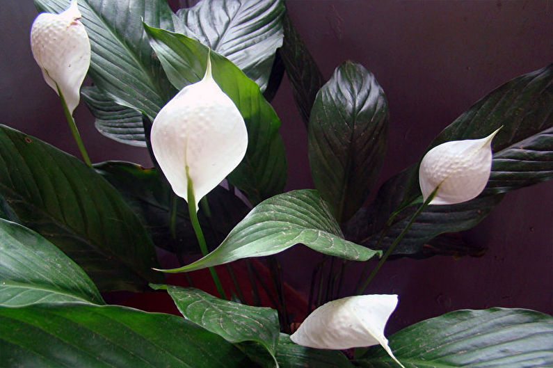 Spathiphyllum - photo