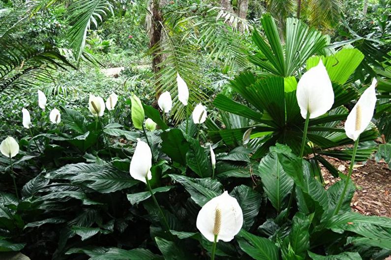 Spathiphyllum - photo