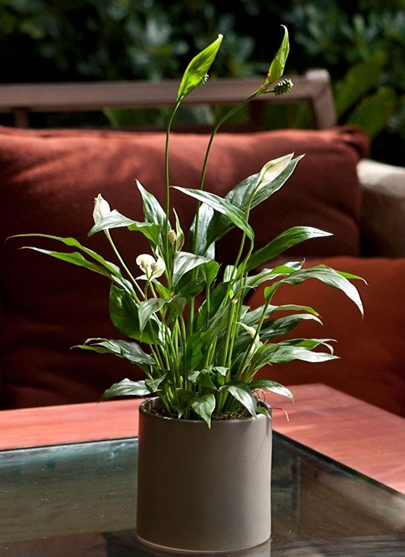 Spathiphyllum - photo
