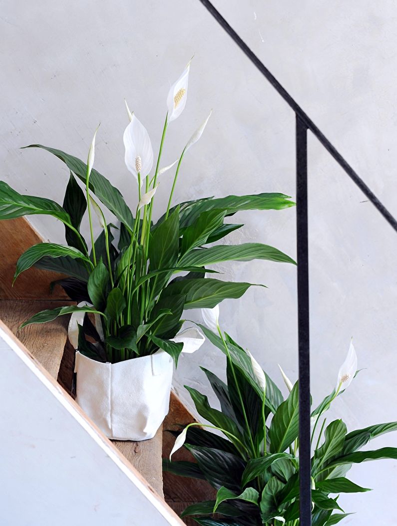 Spathiphyllum - photo