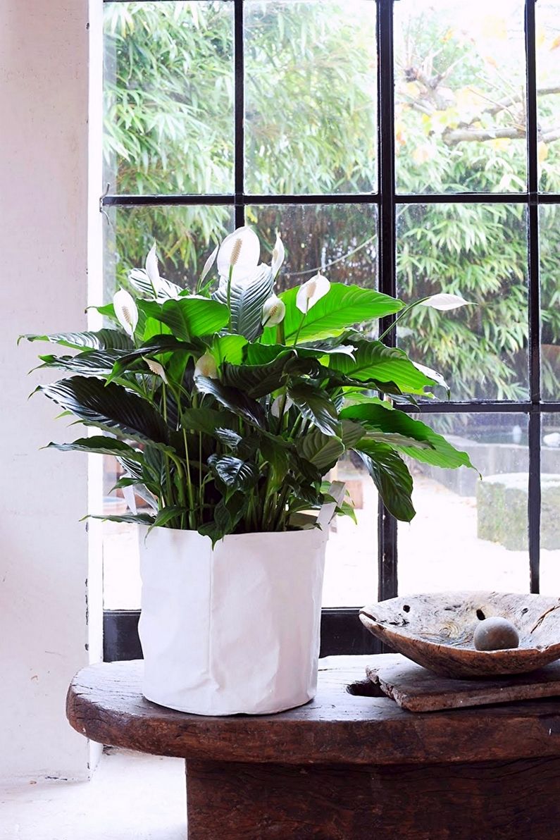 Spathiphyllum - photo