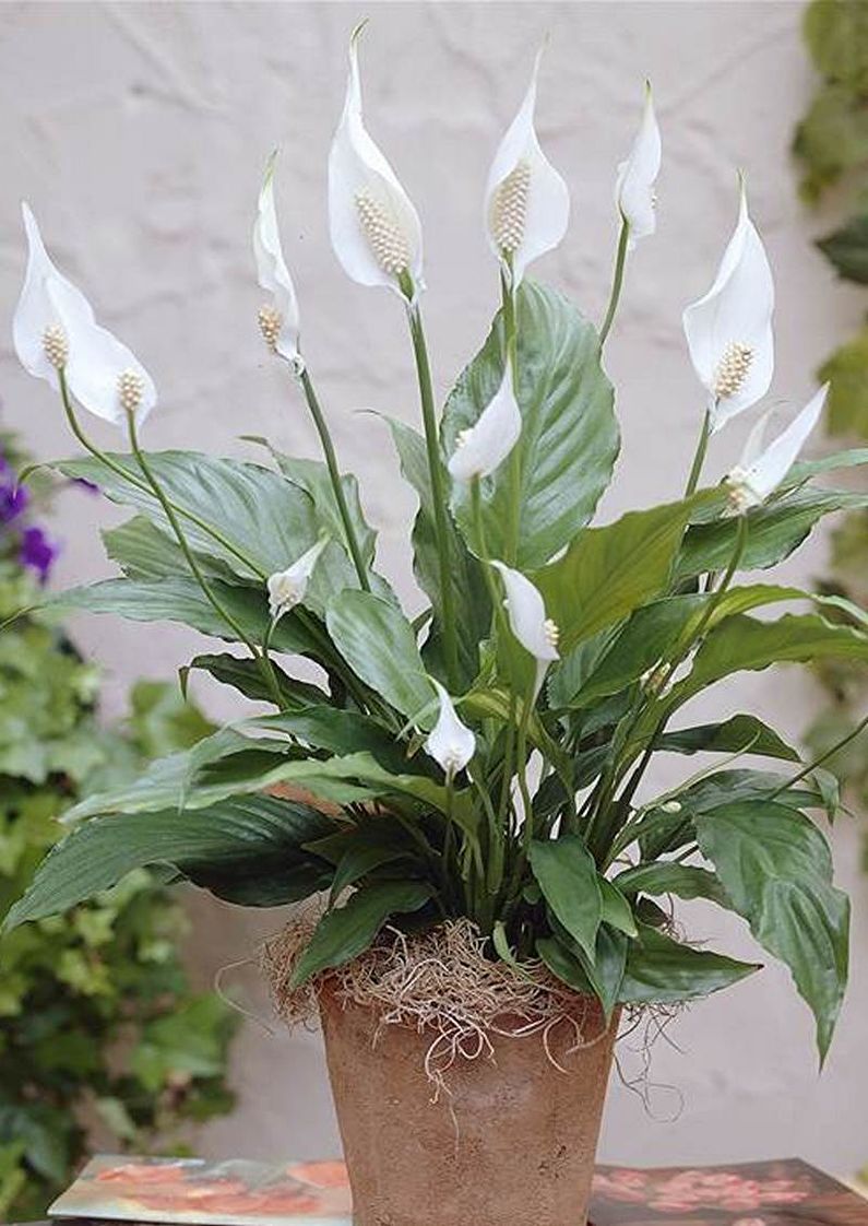 Spathiphyllum - photo