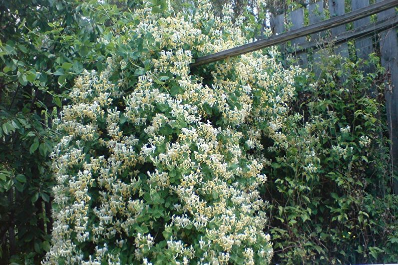 Honeysuckle - General Features