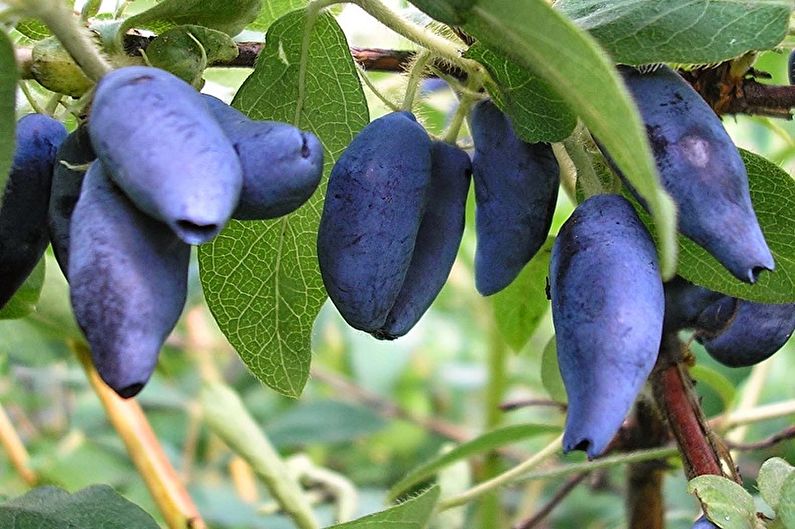 Edible honeysuckle