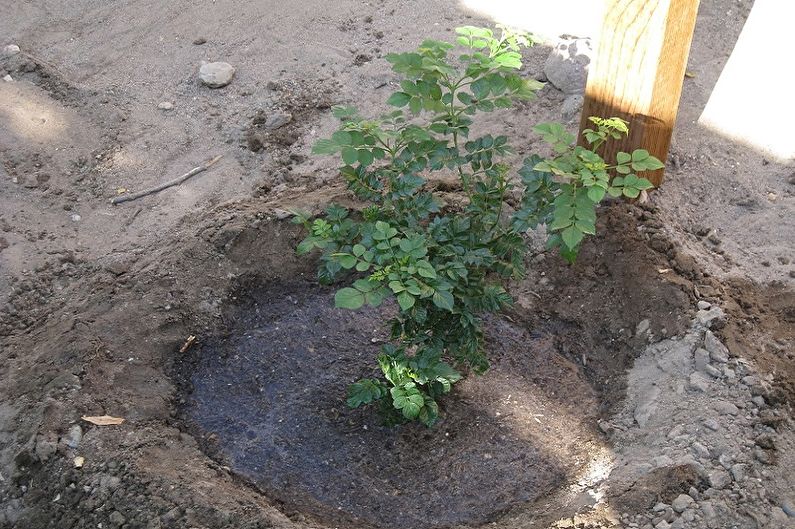Honeysuckle - Transplanting and Breeding
