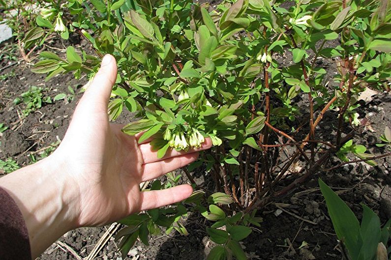 Honeysuckle - Transplanting and Breeding