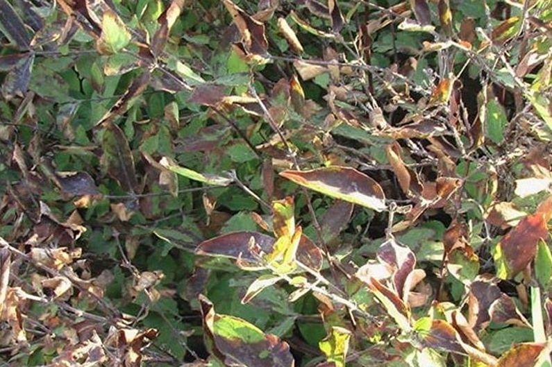 Honeysuckle - Pest and Disease Control