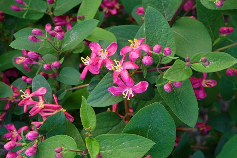 Honeysuckle - photo