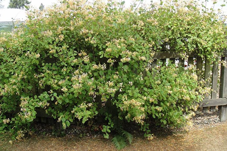 Honeysuckle - photo