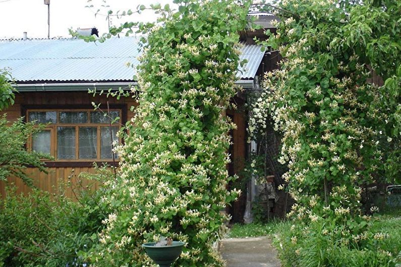 Honeysuckle - photo