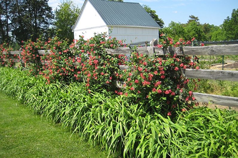 Honeysuckle - photo