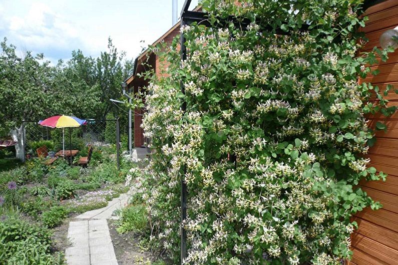 Honeysuckle - photo