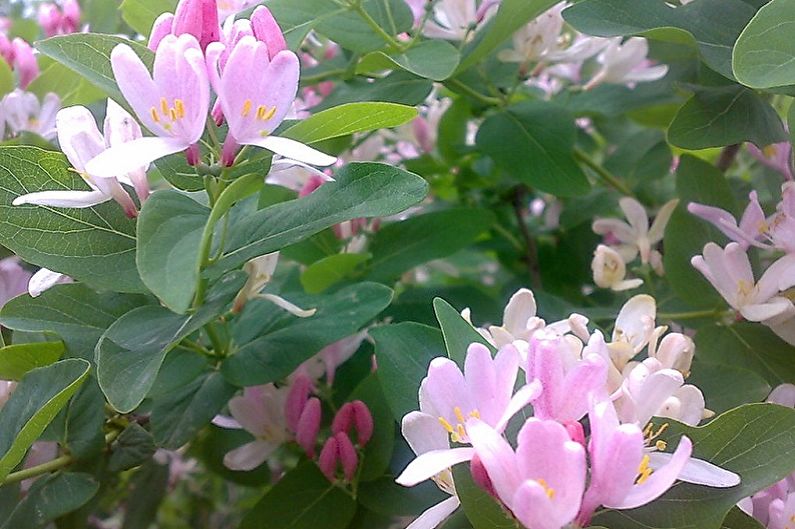 Honeysuckle - photo