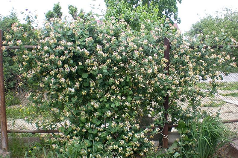 Honeysuckle - photo
