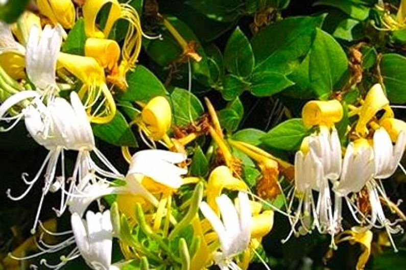 Honeysuckle - photo