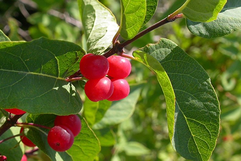 Honeysuckle - photo