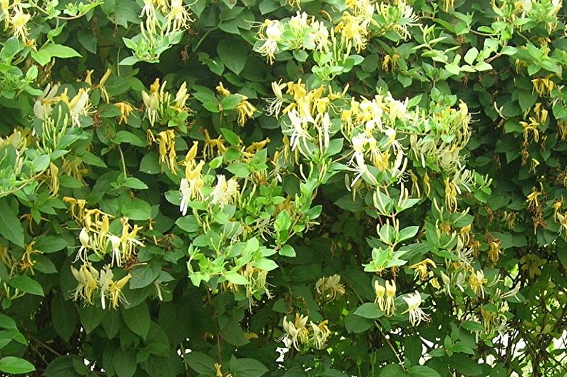 Honeysuckle - photo