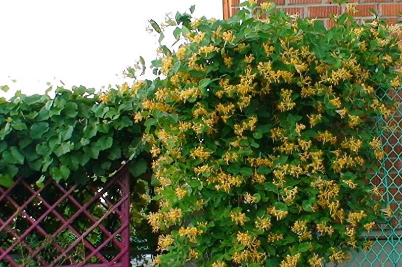 Honeysuckle - photo