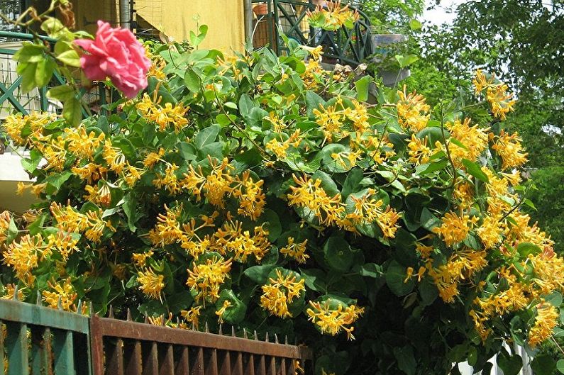 Honeysuckle - photo