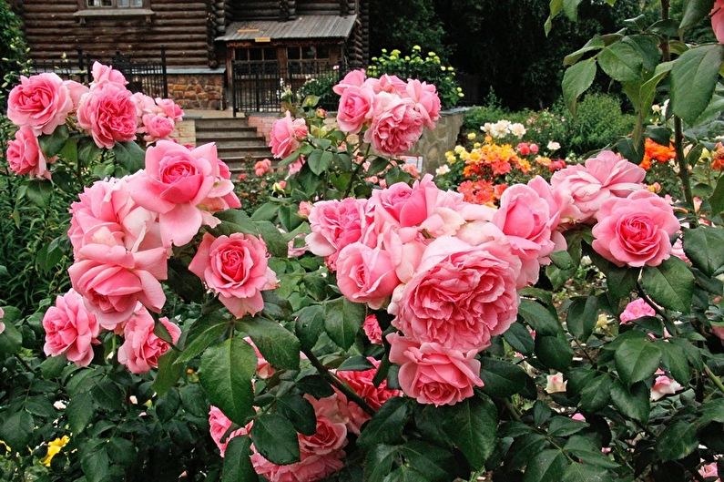Rose Floribunda - General Features