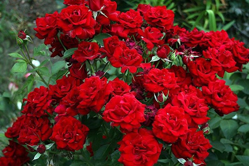 Rose Floribunda - General Features