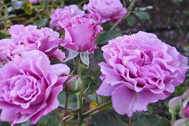Rose Floribunda - General Features