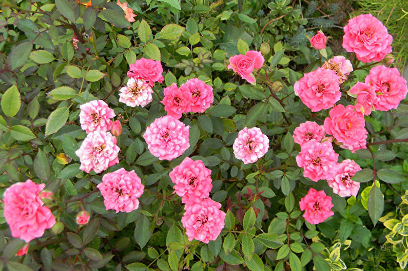 Rose Floribunda - New Varieties