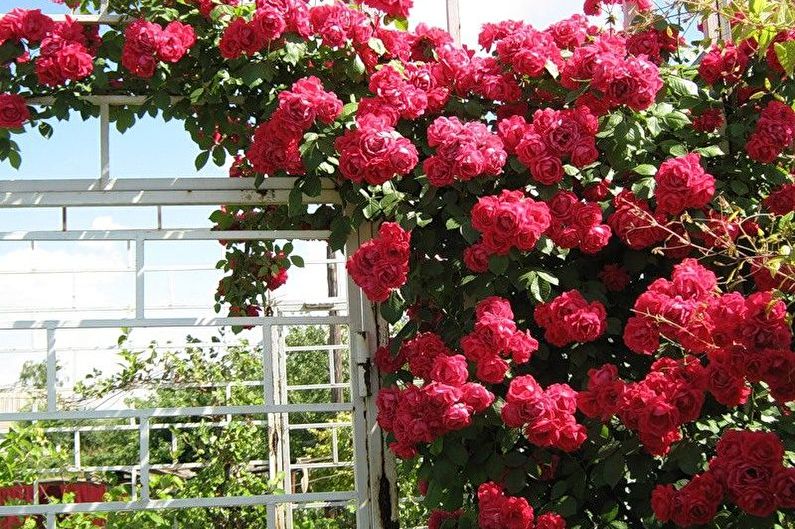 Rose Floribunda - Transplant and Reproduction