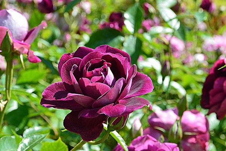 Rose Floribunda - Pest and Disease Control