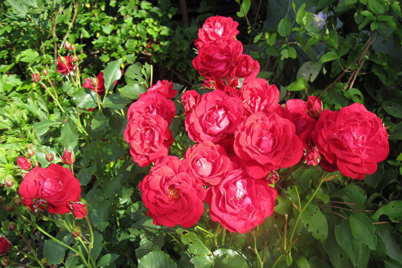 Rose Floribunda - Pest and Disease Control