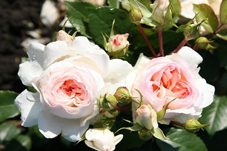 Rose Floribunda - photo
