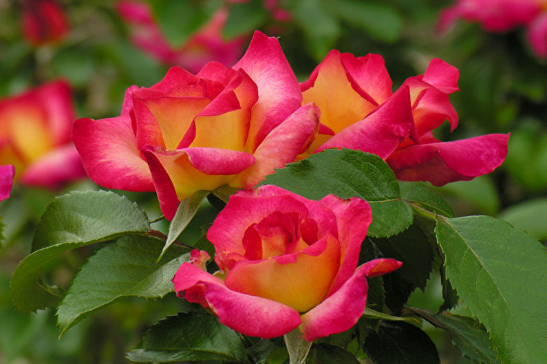 Rose Floribunda - photo