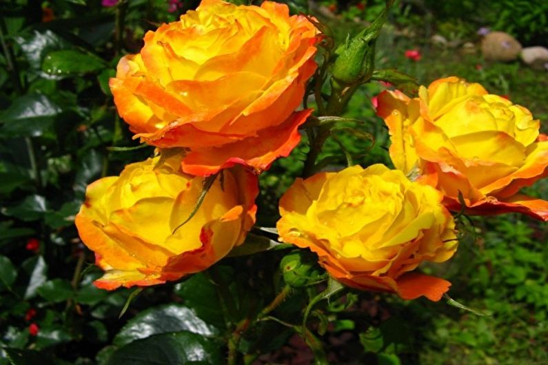 Rose Floribunda - photo
