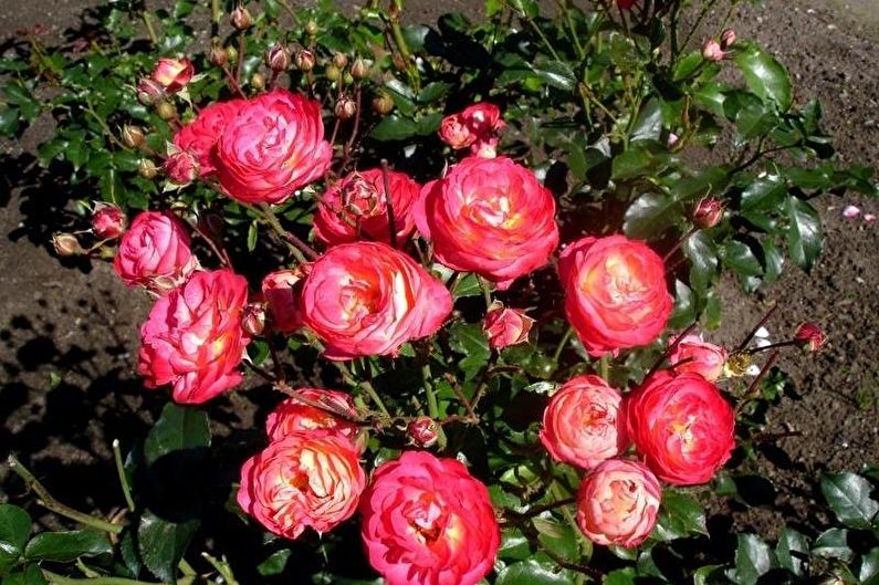Rose Floribunda - photo