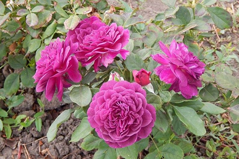 Rose Floribunda - photo