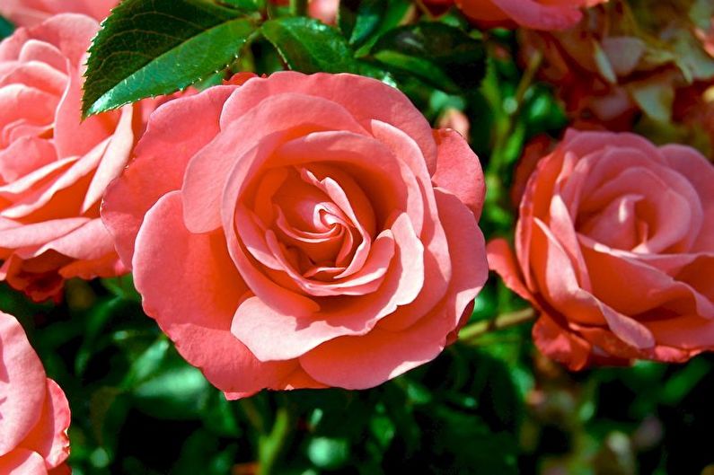 Rose Floribunda - photo