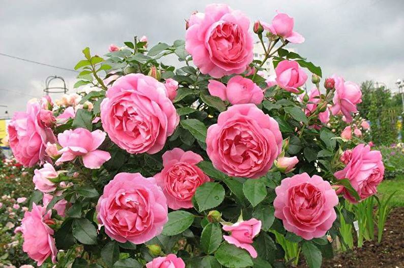 Rose Floribunda - photo
