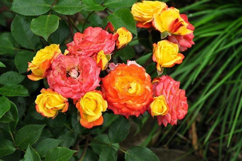 Rose Floribunda - photo
