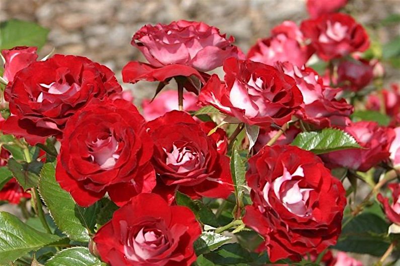 Rose Floribunda - photo