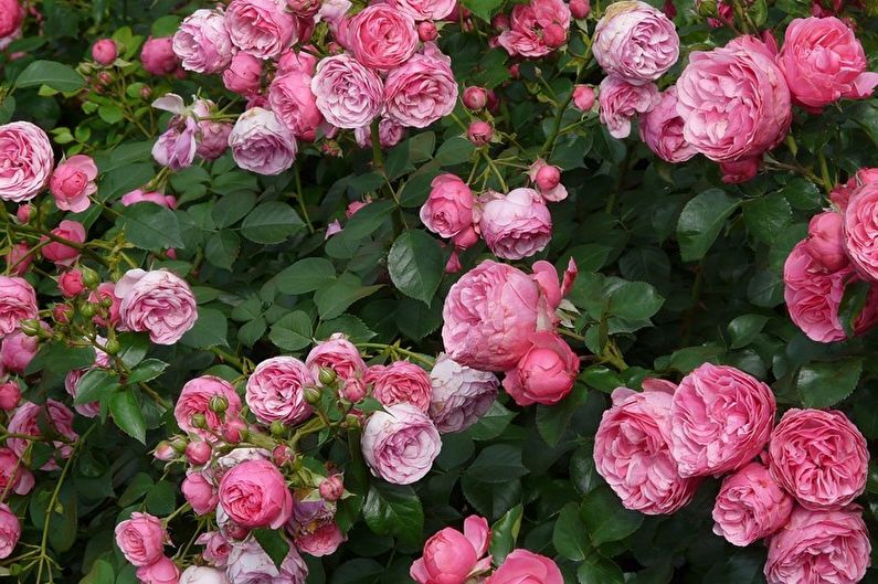Rose Floribunda - photo