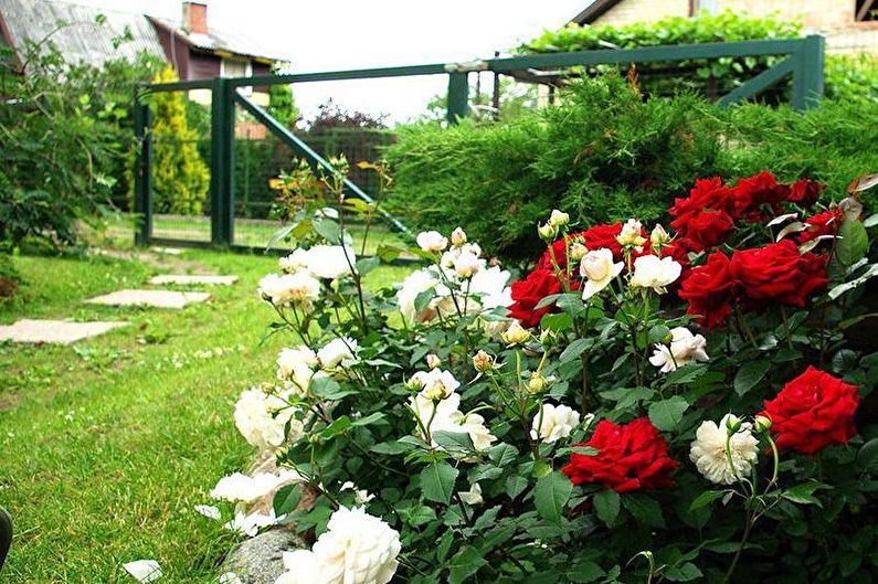 Rose Floribunda - photo