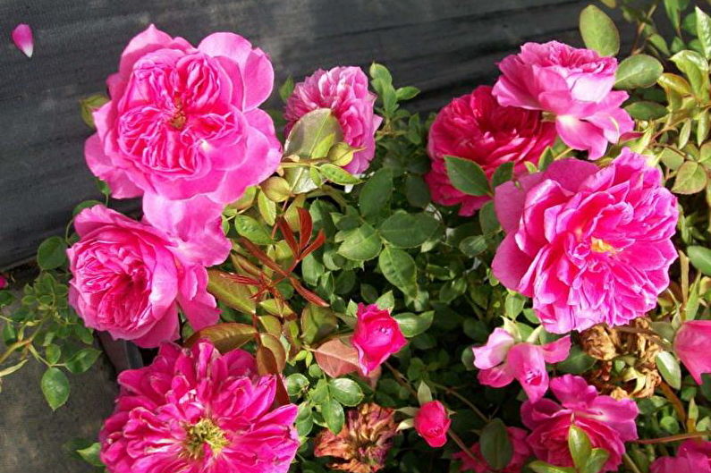 Rose Floribunda - photo