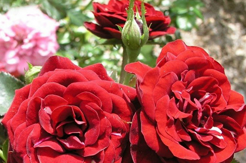 Rose Floribunda - photo