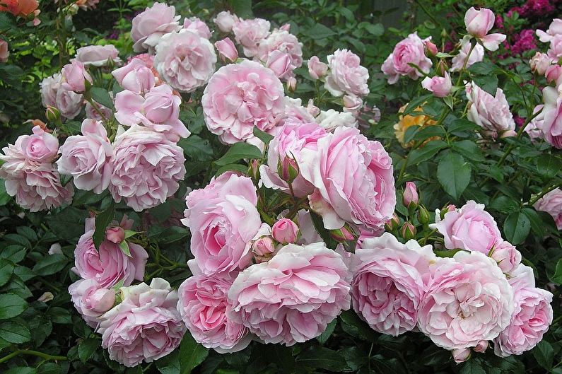 Rose Floribunda - photo