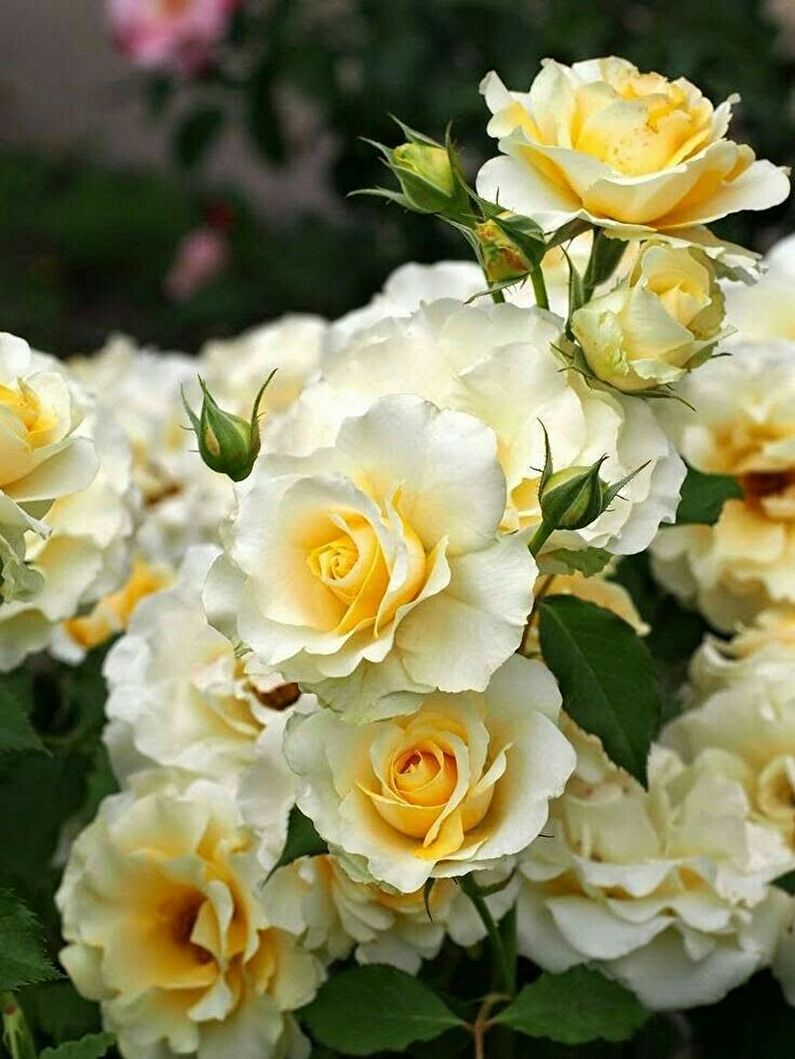 Rose Floribunda - photo