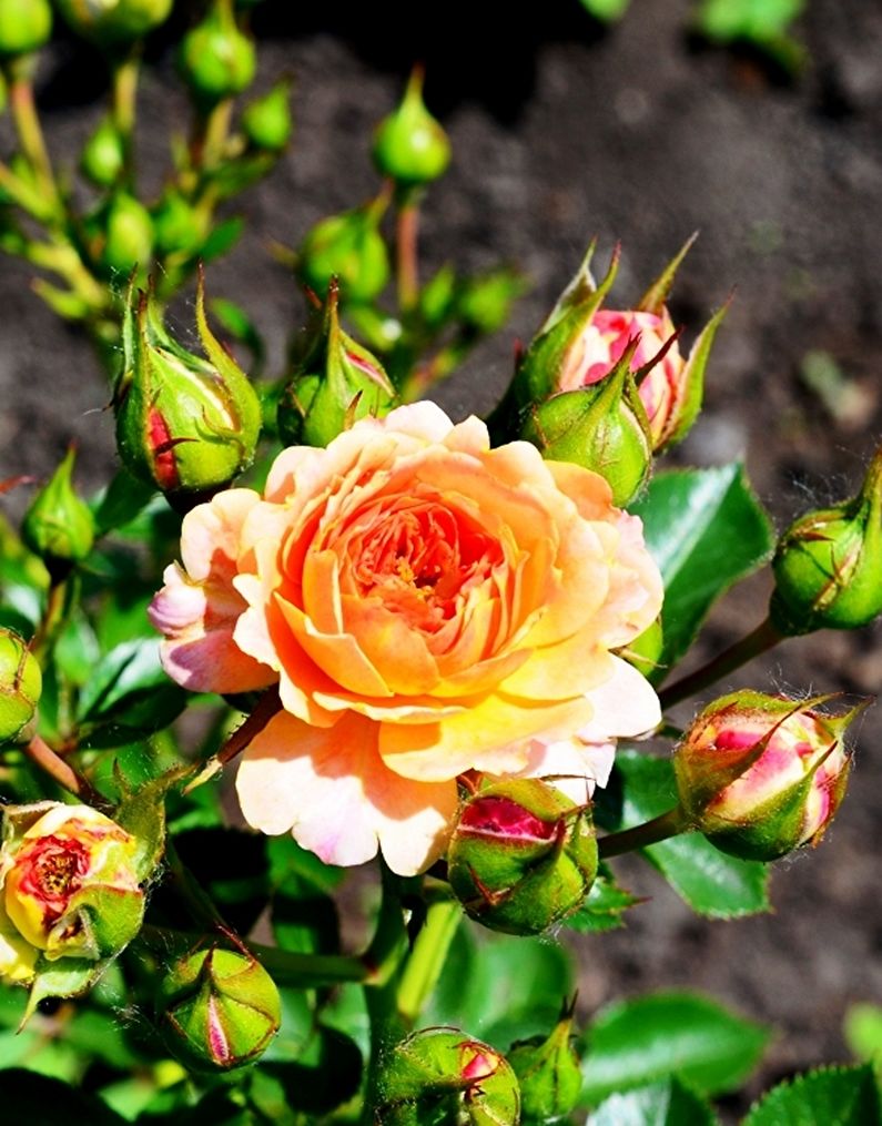 Rose Floribunda - photo
